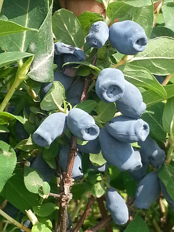Жимолость съедобная Княгиня