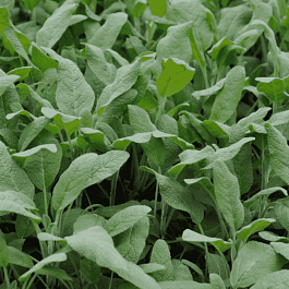 Шалфей лекарственный  Growers Friend