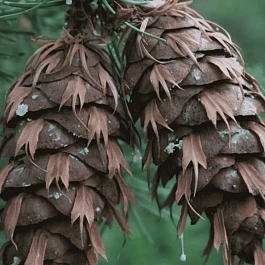 Псевдотсуга Мензиса