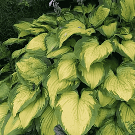 Хоста Old Glory