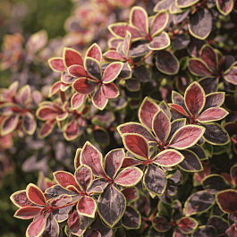 Барбарис Тунберга Coronita