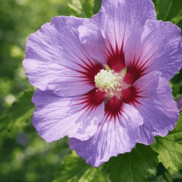 Гибискус Сирийский Marine