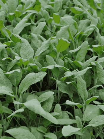 Шалфей лекарственный  Growers Friend