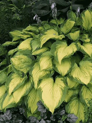 Хоста Old Glory