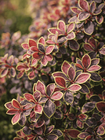 Барбарис Тунберга Coronita