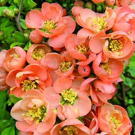 Айва красивая Гейша Гёл