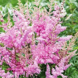 Астильба Арендса America