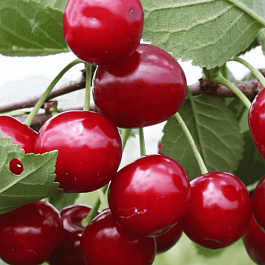 Дюк (Черевишня) Ивановна