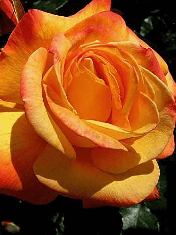 Роза чайно-гибридная Philippe Noiret