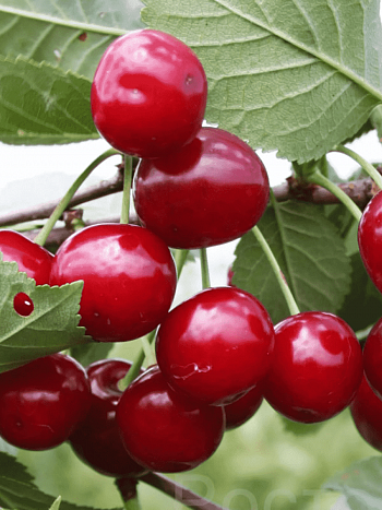 Дюк (Черевишня) Ивановна