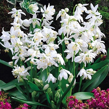 Сцилла (Пролеска) Siberica Alba