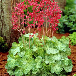 Гейхера кроваво-красная Моне