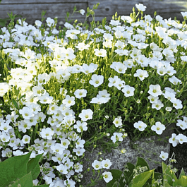 Песчанка горная Mont Blanc