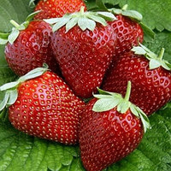 Земляника садовая Магнус