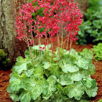 Гейхера кроваво-красная Моне