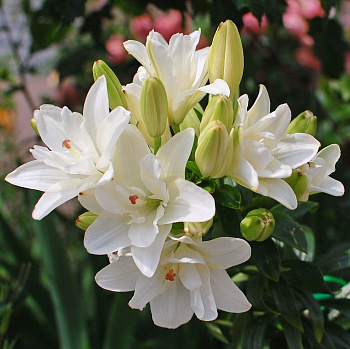 Лилия азиатская махровая Аннемарис Дрим НАБОР 2ШТ (2+2) Лилия азиатская махровая Аннемарис Дрим НАБОР 2ШТ (2+2)