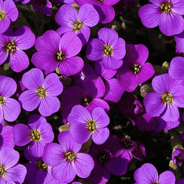 Аубриета Agnette