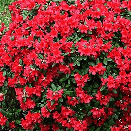 Рододендрон ползучий Baden Baden