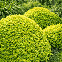 Душица обыкновенная Gold nugget