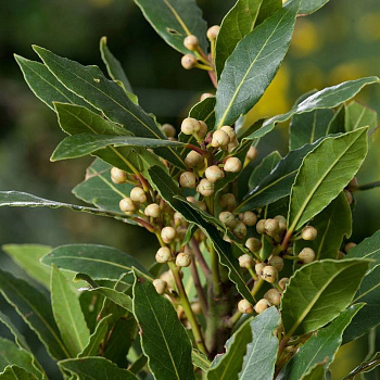 Лавр благородный (комнатное растение)