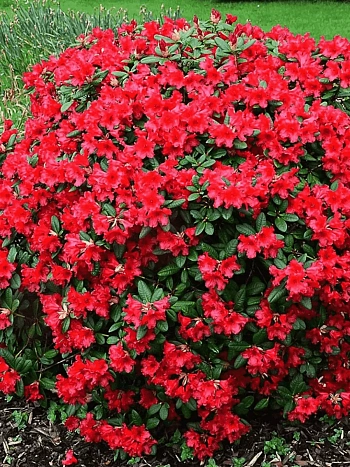 Рододендрон ползучий Baden Baden