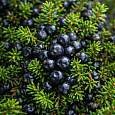 Водяника чёрная Bernstein