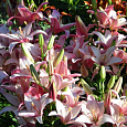 Лилия азиатская Изи Вальс