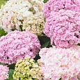 Гортензия крупнолистная Doppio Nuvola