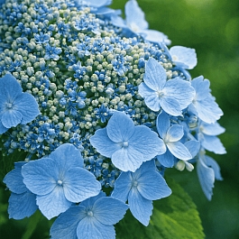 Гортензия пильчатая Blue Deckle