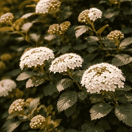 Пузыреплодник калинолистный Midnight