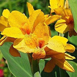 Канна карликовая Хэппи Эмили