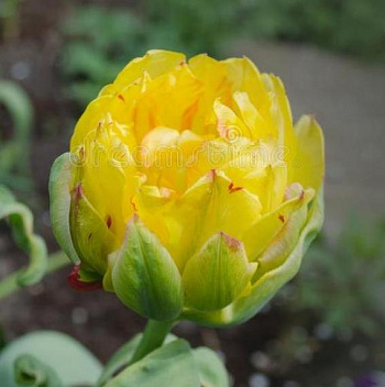 Тюльпан махровый ранний Дансинг Куин