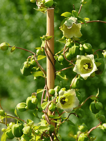 Кодонопсис мелковолосистый