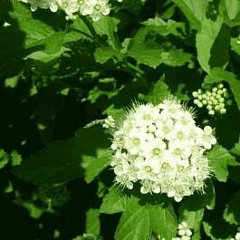 Пузыреплодник калинолистный Green Joker