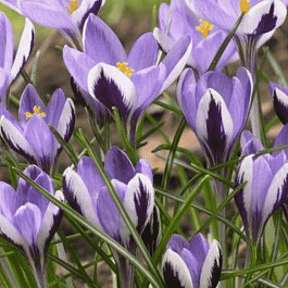 Крокус Ботанический Spring Beauty