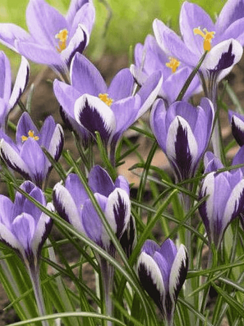 Крокус Ботанический Spring Beauty