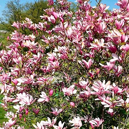 Магнолия Энн