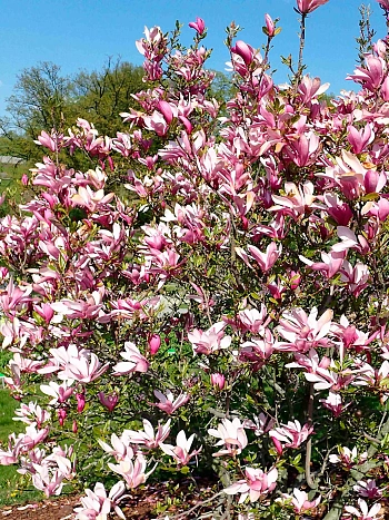 Магнолия Энн