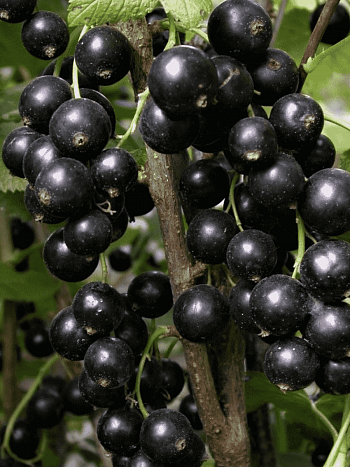 Смородина черная Бинар