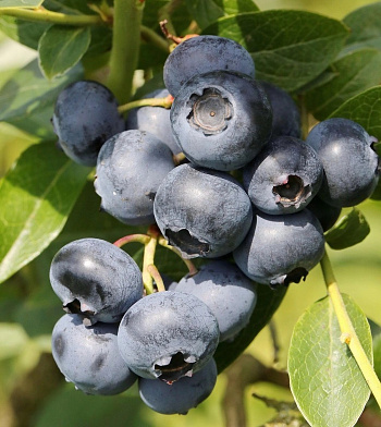 Голубика высокорослая Поларис