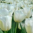 Тюльпан триумф Bolroyal Silver