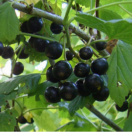 Смородина черная Созвездие