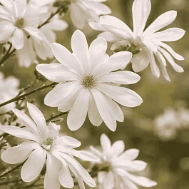 Магнолия звёздчатая Waterlily