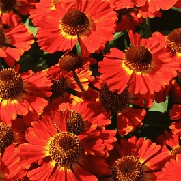 Гелениум осенний Salsa