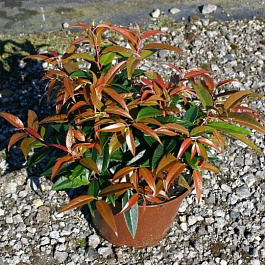 Леукотоэ Дефонтена Royal Ruby