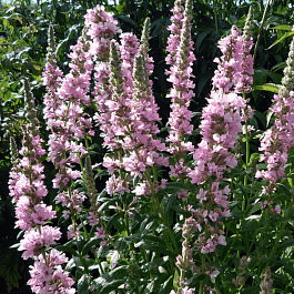 Дербенник иволистный Blush