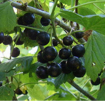 Смородина черная Созвездие