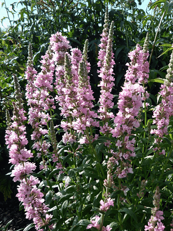 Дербенник иволистный Blush