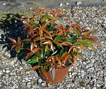 Леукотоэ Дефонтена Royal Ruby