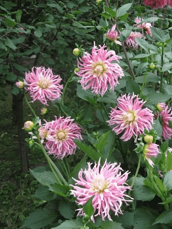 Георгина Stars Favourite